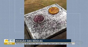 Professor de biologia da Ufes explica motivos e solução para evitar invasão de moscas em cidade do ES