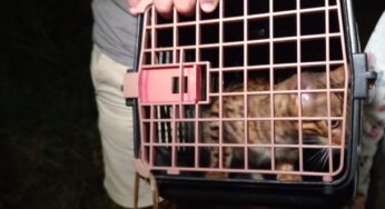 Gata da raça bengal confundida com filhote de onça é encontrada em mata de BH