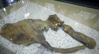 Rumor sobre ossos de mamute leva caçadores de tesouros a buscar artefatos em rio de Nova York