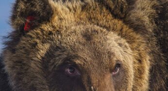 Urso 'celebridade', de espécie rara, morre atropelado na Itália