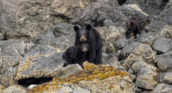 Biden se move para acabar com iscas de rosquinhas e outras táticas de caça ao urso no Alasca