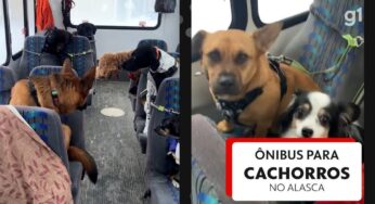 Cachorros que andam de ônibus como se fossem humanos viralizam nas redes sociais; VÍDEO | Mundo