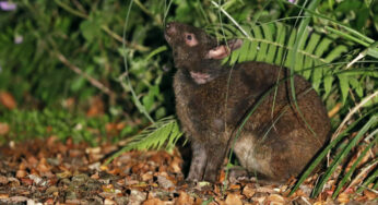 Como os raros coelhos da ilha cumprem as ordens de uma planta parasita