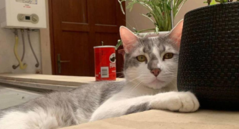 ‘Médium animal’ se une a investigadores em busca de gato desaparecido durante voo na Bolívia | Mundo