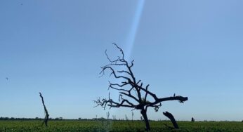 ‘Pantaninho Paulista’: onde a natureza gera e ganha vida | Presidente Prudente e Região