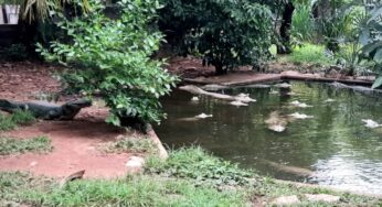 UFMT recebe verba para compra de alimentos para animais do antigo zoológico e campanha de doação é encerrada | Mato Grosso