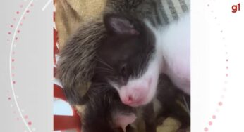 VÍDEO: Gata adota filhotes de gambá abandonados no ES | Espírito Santo