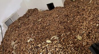 Pica-paus escondem mais de 300 quilos de nozes dentro de parede de casa nos EUA; FOTOS