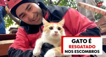 Animais sentem terremotos antes dos humanos? Estudos apontam que sim, mas ciência não tem resposta definitiva | Mundo