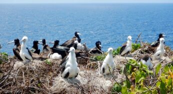ICMBio alerta para evitar proximidade de aves em Fernando de Noronha por risco de transmissão de doenças | Viver Noronha