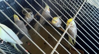Operação conjunta retira aves exóticas de Fernando de Noronha | Viver Noronha