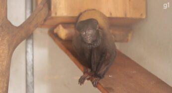 Zoo de Brasília recebe primata típico da Amazônia para reprodução da espécie | Distrito Federal