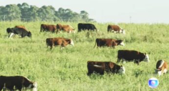 China, Tailândia, Irã e Jordânia suspendem importação de carne bovina do Brasil após caso de vaca louca no Pará