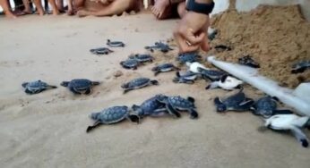 Projeto Tamar faz primeira abertura de ninho de tartarugas da temporada em Fernando de Noronha | Viver Noronha