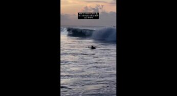 Vídeo mostra tubarões perto da areia em Fernando de Noronha; ‘é algo extremamente raro no resto das praias do Brasil’, diz bióloga | Viver Noronha