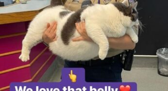 Patches, o gato de 18 quilos que foi adotado nos EUA