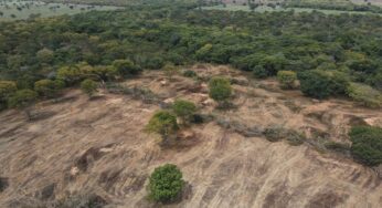 Mais de três mil hectares de caatinga desmatados ilegalmente são embargados na Bahia | Bahia