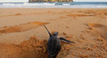 ‘Observadores da Natureza’ começam a receber imagens da fauna de Fernando de Noronha; veja como contribuir | Viver Noronha