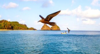 Semana do Meio Ambiente em Fernando de Noronha tem atrações gratuitas; confira programação
