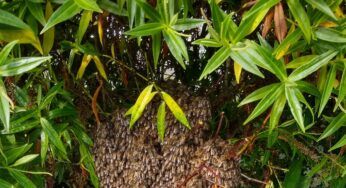 Aumento de avistamentos de enxames de abelhas faz com que os apicultores do Reino Unido lutem