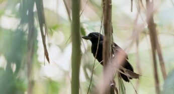 Bico de furar bambu, ninhos nunca vistos: conheça a ave rara e exclusiva da Amazônia ameaçada de extinção | Rondônia