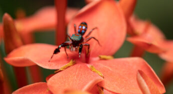 Esta aranha é imperfeita e esse pode ser o segredo de sua sobrevivência