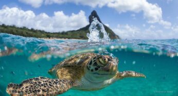 Fernando de Noronha vai receber evento internacional sobre proteção dos oceanos; veja atrações confirmadas