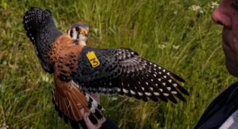 American Kestrels estão em um declínio intrigante