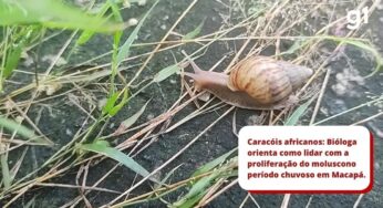 Caracóis africanos: bióloga orienta forma correta de combater proliferação do molusco no período chuvoso | Amapá