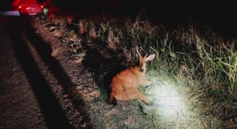 Polícia Ambiental resgata cervo-do-pantanal atropelado em estrada vicinal em Panorama | Presidente Prudente e Região