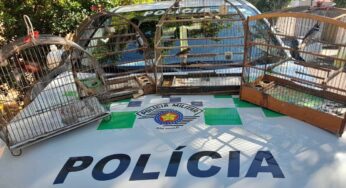 Polícia Ambiental resgata seis aves silvestres de cativeiro e aplica multas de R$ 7,2 mil contra infratores | Presidente Prudente e Região