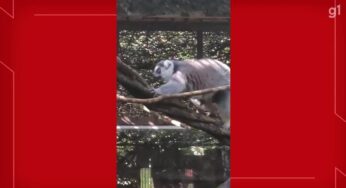 VÍDEO: Espécie ameaçada de extinção que inspirou personagens da animação Madagascar já pode ser visitada no Zoo de Brasília