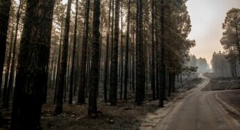 Incêndio nas Ilhas Canárias força milhares a evacuar
