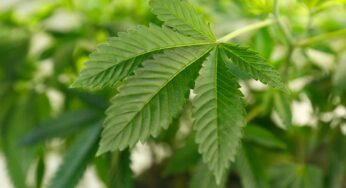 Órgão antidrogas dos EUA vai reclassificar maconha como substância menos nociva, diz agência