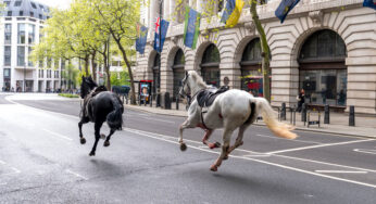 Cavalos correm soltos pelo centro de Londres em espetáculo surreal