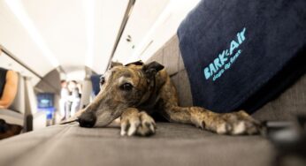 Aérea dos EUA vai oferecer voos para cães viajarem com donos na cabine; pets terão direito a ‘drink’ e serviço de limpeza | Turismo e Viagem