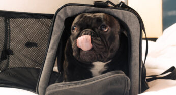 Como os participantes do Westminster Dog Show viajam para Nova York? Com planejamento e muitas guloseimas.
