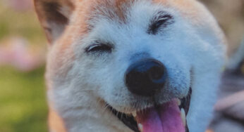 Kabosu, cachorro Shiba Inu que ajudou a definir o Doge Meme, morre aos 18 anos
