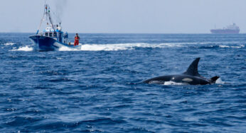 Orcas afundam outro barco perto da Península Ibérica, preocupando os marinheiros antes do verão