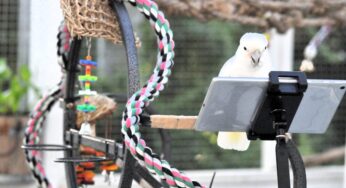Os papagaios podem conversar? Polly diz que essa é a pergunta errada.