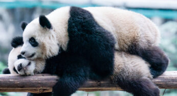 Pandas gigantes estão retornando a San Diego, anuncia China