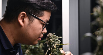 Primeiro-ministro da Tailândia busca criminalizar maconha em reversão