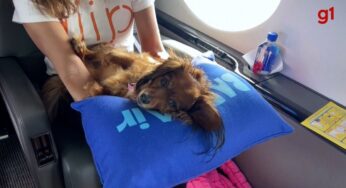 VÍDEO: o avião onde cães só viajam no banco e serviço de bordo tem até sapato para morder | Turismo e Viagem