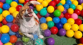 Bom pra cachorro: happy hour canino em BH tem caldo de osso, petisco e picolé para agradar pets