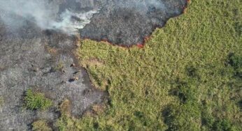 Governo federal firma pacto com estados para preservação do Pantanal; saiba o que diz o documento