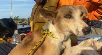 Mais de 200 animais resgatados em enchentes no RS ganham novo lar após feira de adoção