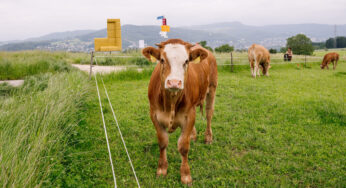Ninguém disse às vacas para não lamberem as obras de arte