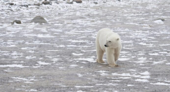 Se as metas do Acordo de Paris não forem cumpridas, esses ursos polares poderão ser extintos